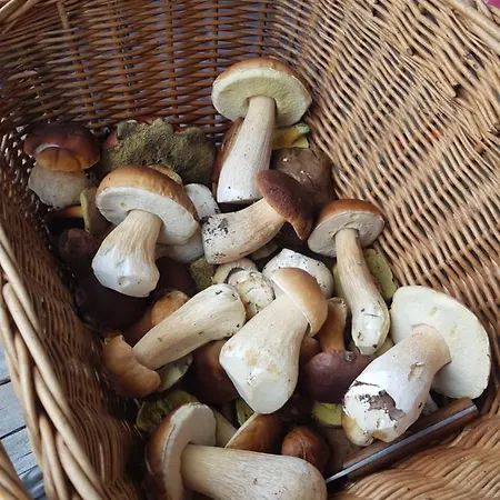 게스트하우스 Schuetzenhaus Leisnig