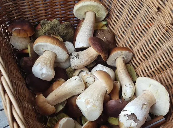 招待所 Schuetzenhaus Leisnig